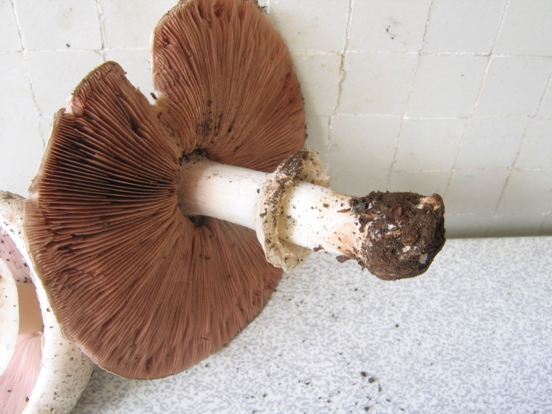Doccia di Agaricus praeclaresquamosus